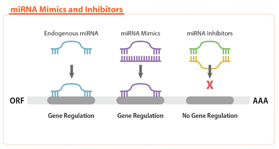 miRNA mimics.png