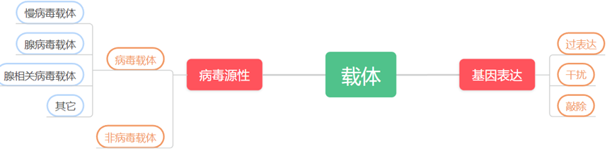 基因过表达质粒-1.png
